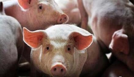 全国猪价上涨趋稳，堤防猪价下调风险！