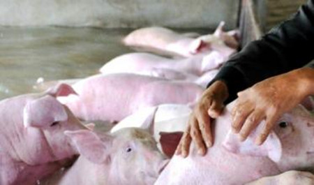 重视规模养猪场的消毒工作