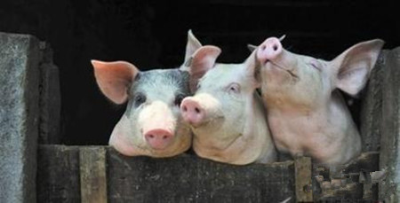 规模化养猪场猪群健康分析及对策