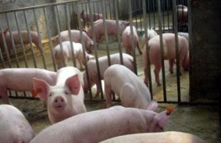 实用养猪技术：农家母猪舍的冬季保暖措施