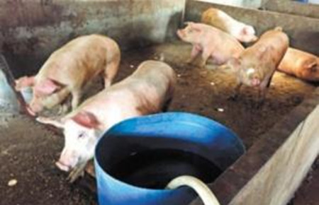 养猪场饮水出了问题，会有哪些影响？