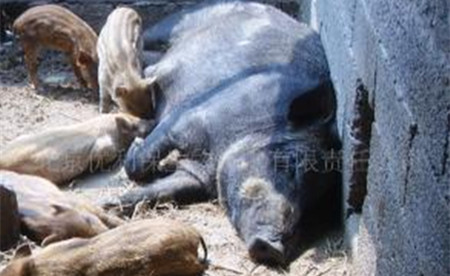 饲料喂野猪要注意搭配，人工养殖野猪应如何配制饲料