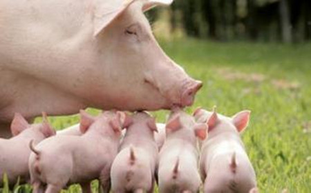 四大因素 影响猪对蛋白质的吸收