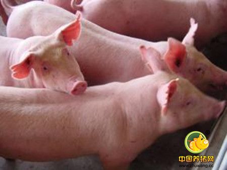 种猪少用活疫苗 仔猪先免猪瘟再接种活苗