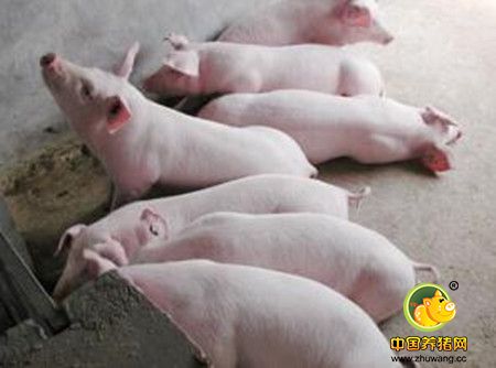 养猪过程中妊娠期的母猪不宜使用哪些药