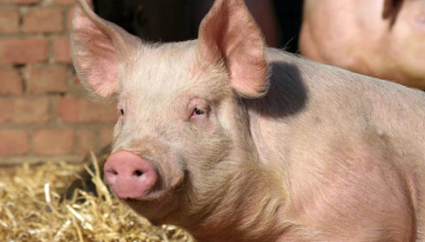 猪长到一百多斤时偏偏长的慢，这是为什么？