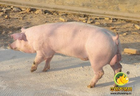 2017第三届国际种猪料营养论坛邀请函