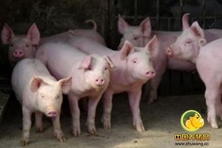 品种猪的饲养管理技术