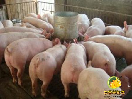 猪饲料主要有哪方面的成分？