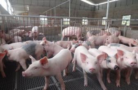 分析无公害养猪选用的兽药需要具备的规定