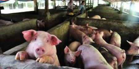 6人养猪场打工收入不菲 偷价值8万元生猪疫苗被抓