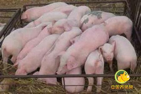 养猪的真成本是兽药还是饲料？