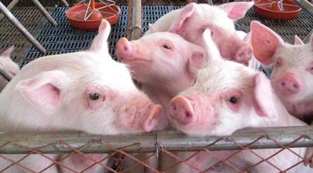 春节前，猪价行情奔“9”背后存在哪些危险？