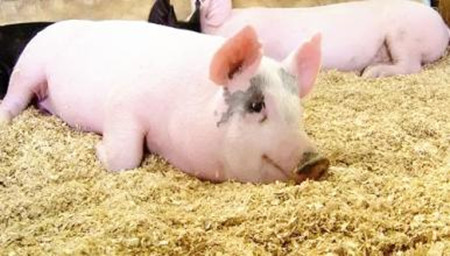 冬季发酵床养猪的管理要点有哪些