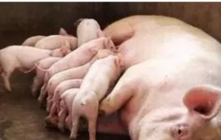 母猪产死胎的原因