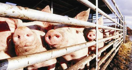 冬至节气将至，需求推动猪价上涨绝不仅止于此！