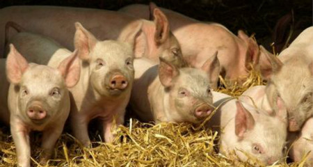 临猗推进年出栏20万头生猪养殖项目开工侧记