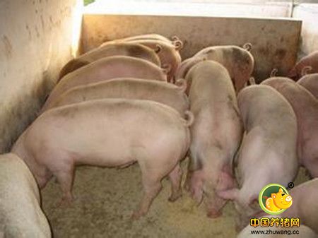 无公害养猪选用的兽药需要具备的规定