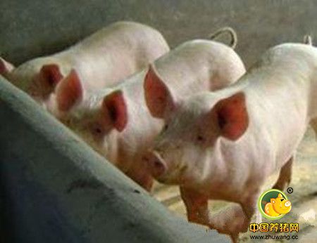 猪呼吸道疾病综合征的预防措施