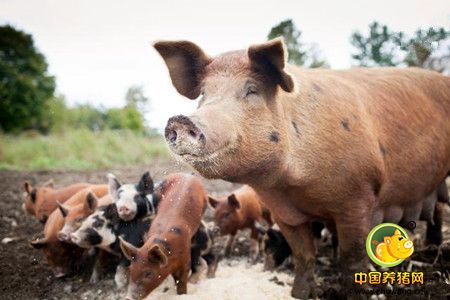 变粪为宝，发酵后的猪粪500元/吨，农村养猪增收新路子