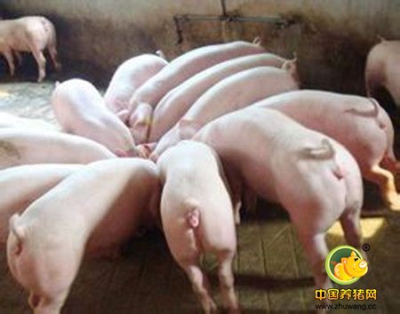 规模化养猪场中母仔猪中药保健程序的分析