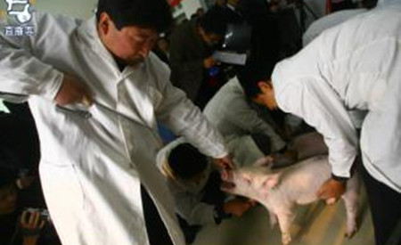 兽医必备技能：猪病料采集方法及注意事项