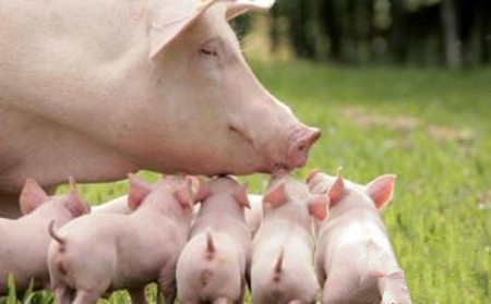 减少母猪淘汰率，这病必须做好防与治！