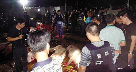 深圳警方查获2.6万斤私宰猪肉，部分检出瘦肉精