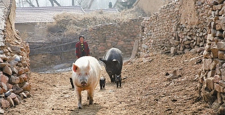 北京教授在河北生态涵养区试验：一头猪与一城水