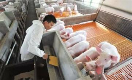 怎样合理规划猪舍来提高母猪的生产能力？