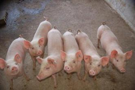 养猪场小猪保育阶段存在哪些问题？