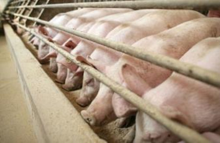 养殖户养猪疫病如何合理使用抗生素药物