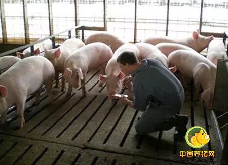 专注母猪繁殖障碍和肢蹄稳固性问题，了解母猪淘汰的原因