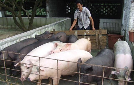 农民养猪只有三个结局：倒闭，拆迁，还有一个是？