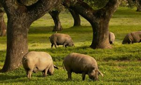 野猪饲养使用青料可减耗增效肉质鲜保鲜
