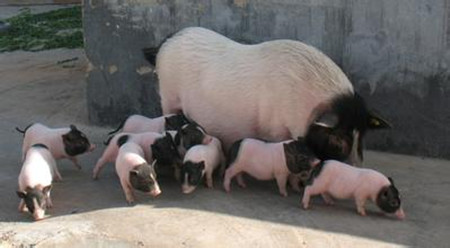 广西巴马香猪饲养关键技术 以喂青绿饲料为主