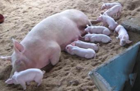 养猪场母猪无乳少乳，其七大表现您知道吗？