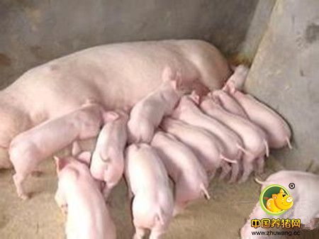 母猪的分娩与接产