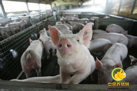 本周全国生猪价格窄幅调整 养殖户要更加注重生产