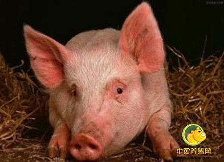 猪传染性胃肠炎的流行特点及治疗方法