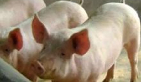在养猪过程中常见的应激性疾病主要有神马？