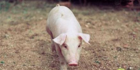 万头猪场是工厂化处理粪污，还是资源化利用？算笔帐就知道了