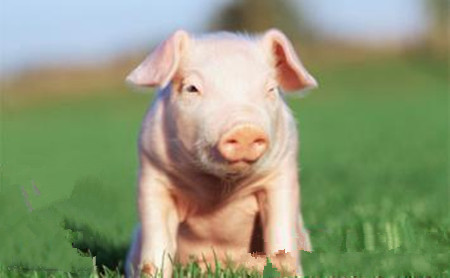 土方治疗猪寄生虫病