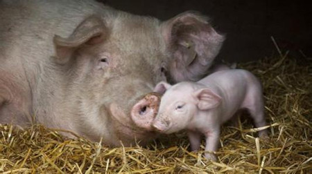 猪场内影响猪产仔数与出生重的几个小秘密