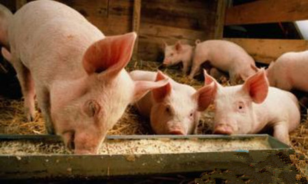 猪场应该重新认识肠道营养对母猪的价值
