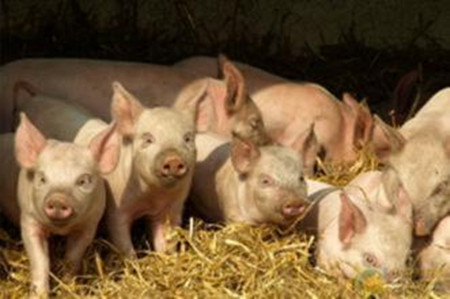 规模化猪场猪不同饲养阶段与发病的关系