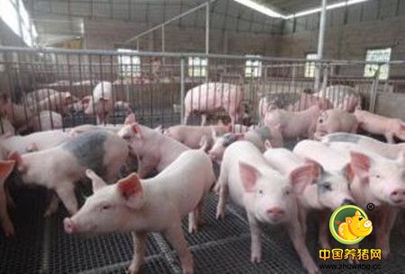 在养猪场没有完善的设备情况下，如何给猪做保温？