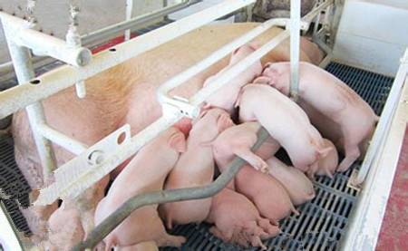 影响母猪泌乳力的因素