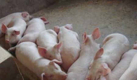 养猪过程中如何利用中药谨防猪伪狂犬病