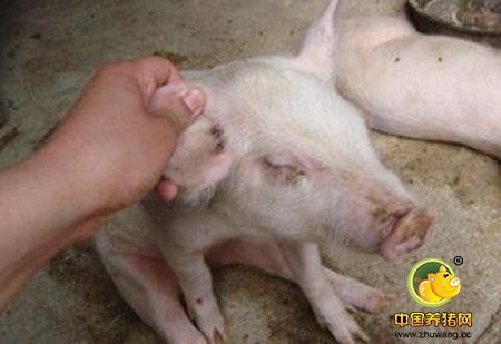 盐霉素对猪生产性能的影响研究